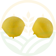 Ricambi Tappi Protezione Cuffie Antirumore Archetto Conf. 10 Paia